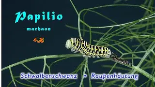 Papilio machaon, Schwalbenschwanz, Raupenhäutung, 4K, trilingual