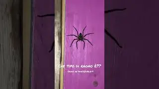 SPIDER IN #uruguay #saucedeportezuelo #travel  #girodelmondo  #aroundtheworld  #shorts  #shortvideo