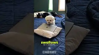 This dog just wants to be loved.🐕