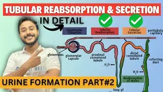 urine formation physiology | tubular reabsorption physiology | tubular secretion urine formation