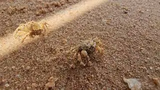 Crabul bilă (Sand Bubbler Crabs) isi face loc in galeria din nisip!