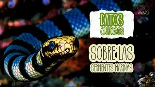 10 Datos curiosos que no sabias acerca de las Serpientes Marinas