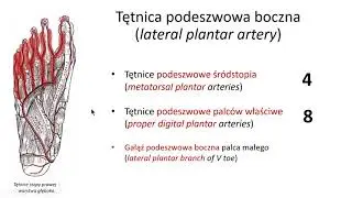 Tętnice stopy (pełna wersja)