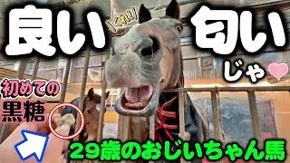 29歳のおじいちゃん馬がクラブに来て初めて黒糖を見せた時の反応が可愛すぎました。【ツルマルボーイ様のシモベ】