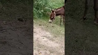 animals work new channel 2022 11 06