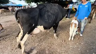 Vacas lecheras de 30 botellas en el tiangue san Rafael cedros