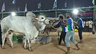 19)PSR bulls  పిన్నబోయిన  ఆస్విత్ యాదవ్ న్యూ కేటగిరీ యర్రగొండపాలెం 2026 Yarragondapalem bull race 