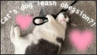 Cat's Dog Leash Obsession?! Pawty Squad #PawtySquad #youtube  #dog #cat
