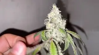 Gushmints Purple City Genetics day70 about to cut her down