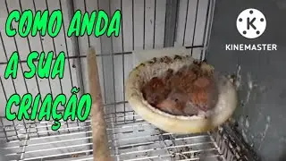 COMO ANDA A SUA CRIAÇÃO