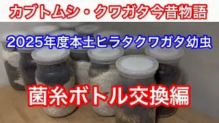2025年度本土ヒラタクワガタ幼虫菌糸ボトル交換編