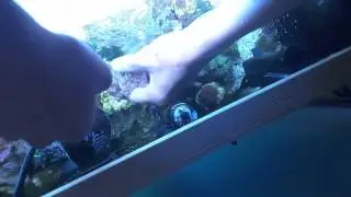 Capnella frag
