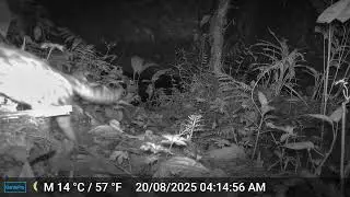 Leopardus sp