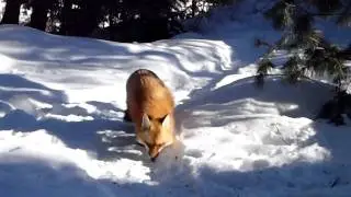 Rare Sighting of Cross Fox and Red Fox Feeding Together (Part 1)