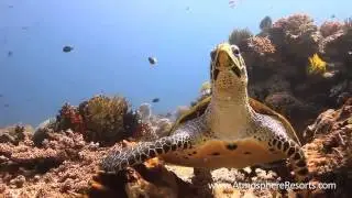 Philippines Divesite - Apo Island, Cogon