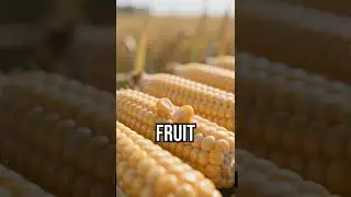 How GMOs reshaped agriculture. #GeneticModification #CropRevolution