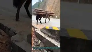 Horse Logging in Forest Traditional & Sustainable