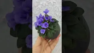 Фиалка Rob's Twinkle Blue