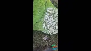 Pescuit la oblete pe Garla lui Iancu