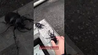 Kumbang Tanduk | Beetle