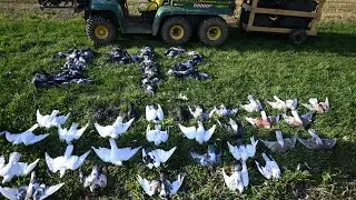 Pa Pigeon Hunt!!! (142 BIRD DAY!!!)