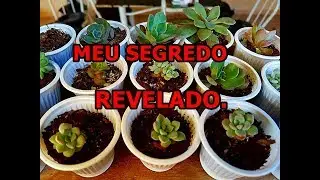 COMO FAZER MUDAS DE SUCULENTAS MAIS FÁCIL. INCRÍVEL DICA PRA VOCÊS