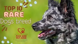 Top 10 rarest dog breeds in the world.