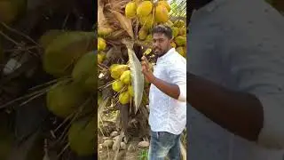 Tiputur Tall Coconut 🌴 | Sree Ambal Nursery Garden ,Udumalai  Ph : 97914 46633 #shorts