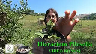 Hieracium Pilosella - Vendita on line