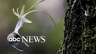 'Ghost' orchid now a candidate for federal protections