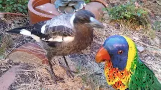 Gl0r,Tiger and Amazon all came (chill birding)