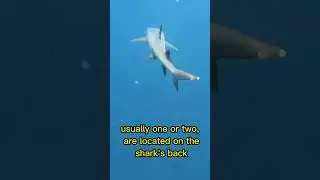 Сколько плавников у акул? 🦈 Факты об акулах, которые вы не знали