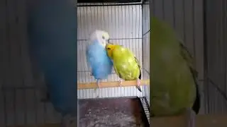 MY HOME BIRDS, MY AVIARY, AKAVIARY
