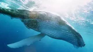 New VR Experience Comes to Mote Marine Laboratory!