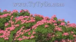 Red Flame Mimosa Tree Flaming Red Flowers Albizia julibrissin