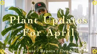 Plant Updates for April 🪴║My Grocery Store Monstera Thai Con Find 🌱👀