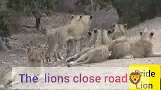 Lions block the road #lion#park#animals#education