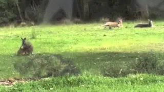Wallaby Habitat