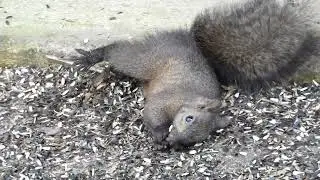 This Poor Squirrel Can't keep His Balance