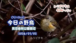 ギター日記　今日の野鳥　・　見沼自然公園周辺　2026年1月2日