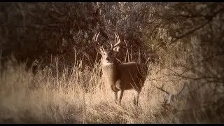 Winchester Whitetail Revolution S5E1 Cornhusker Whitetail