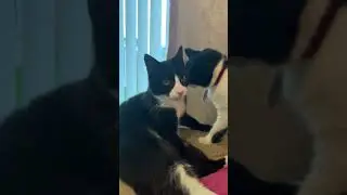 Elderly cats enjoying their golden years