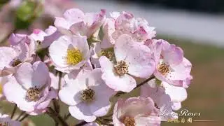 Lens Roses
