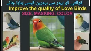 Improve the Quality of Love Birds.