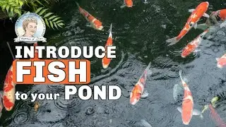 How to Add Fish to a Backyard Garden Pond