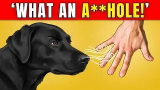 How Dogs Can Recognize a Bad Person (INCREDIBLE Dog Abilities)