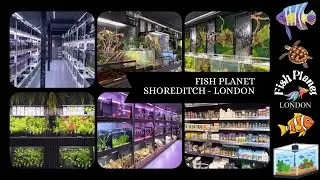 Inside Fish Planet Shoreditch &ndash; Is This the Best Fish Store in London? 