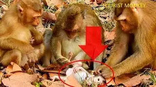Adorable newborn monkey, Rose and Bonita love newborn monkey, Rose see newborn forget her sick