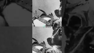 Laika, Sputnik 2, and the Space Race Begins