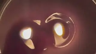 Ray Flanagan - Twin Flames (music video)